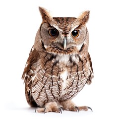 Eastern Screech Owl in natural pose isolated on white background, photo realistic