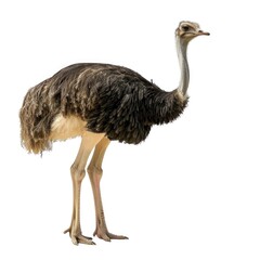 Ostrich in natural pose isolated on white background, photo realistic - obrazy, fototapety, plakaty