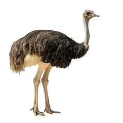 Poster Ostrich in natural pose isolated on white background, photo realistic © Pixel Pine