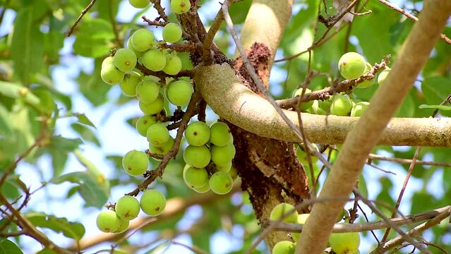 Ficus Racemosa, one of genus ficus fruit. Popularly known as the cluster fig tree, Indian fig tree or gular fig