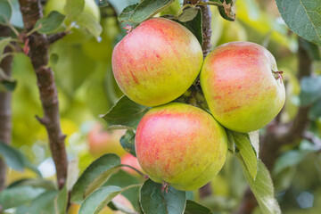 Early ripe apples of the 