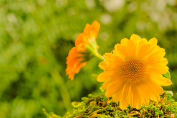 Yellow marigold flowers on top of moss with selective focus