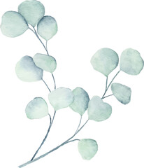 Watercolor eucalyptus leaves