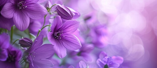 Attractive purple flowers catch the eye.