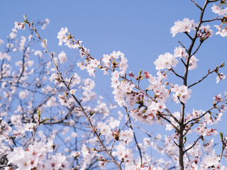 Obraz premium 青空に咲く桜