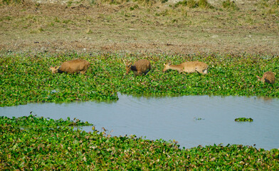 Eastern Swamp Deer at Kaziranga National Park, Assam