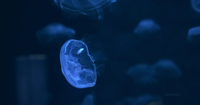 Blue jellyfish swim on dark background. Abstract, mesmerizing water world. Many small jelly moving in artificial aquarium water. Ocean underwater organisms. Sea jellyfishes in smooth motion. 4k video