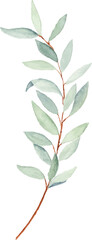 Watercolor olive leaves