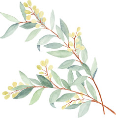 Watercolor olive leaves