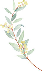 Watercolor olive leaves