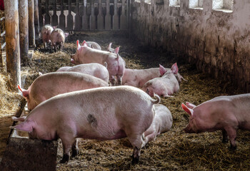 pigs in a pen sit on a bed of straw