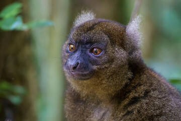 Greater bamboo lemur (Prolemur simus)