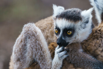 Ring tailed lemur (Lemur catta) in the wild