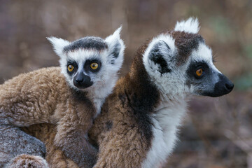 Ring tailed lemur (Lemur catta) in the wild © Daniel Jara