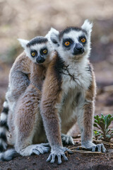 Ring tailed lemur (Lemur catta) in the wild