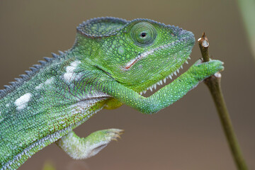 Chameleon of Madagascar in the wild