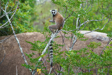 Ring tailed lemur (Lemur catta) in the wild © Daniel Jara