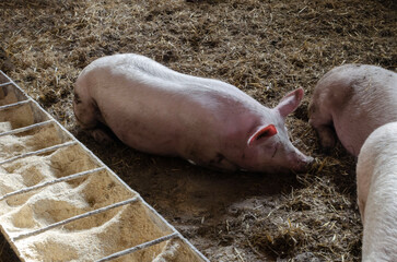 pigs in a pen sit on a bed of straw