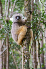 Diademed sifaka (Propithecus diadema) in the wild