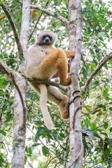 Diademed sifaka (Propithecus diadema) in the wild