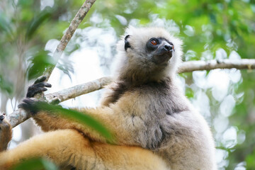 Diademed sifaka (Propithecus diadema) in the wild