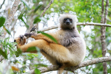 Obraz premium Diademed sifaka (Propithecus diadema) in the wild