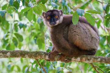 Common brown lemur (Eulemur fulvus) in the wild