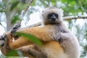 Diademed sifaka (Propithecus diadema) in the wild