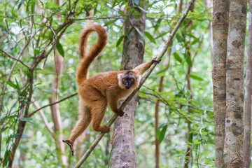 Lemur of Madagascar in the wild