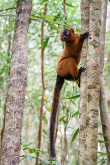 Lemur of Madagascar in the wild