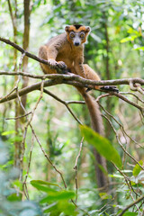Crowned lemur (Eulemur coronatus) in the wild