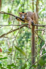 Crowned lemur (Eulemur coronatus) in the wild