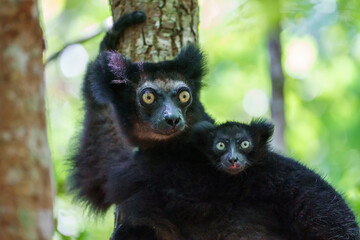 Indri in a forest of Madagascar