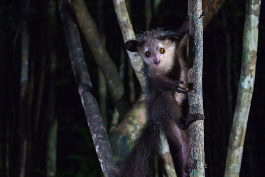 Aye aye lemur (Daubentonia madagascariensis) in the wild at night