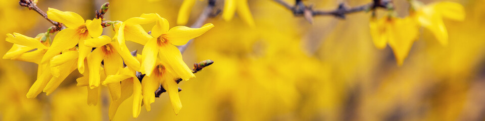 Spring nature background Blossoming trees, close-up of Forsythia flowers. Horizontal banner