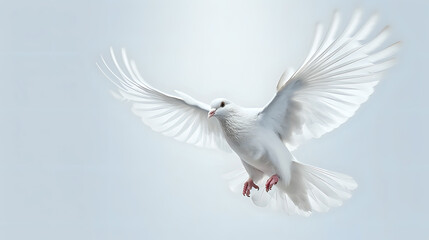 Graceful white dove in flight on clear sky