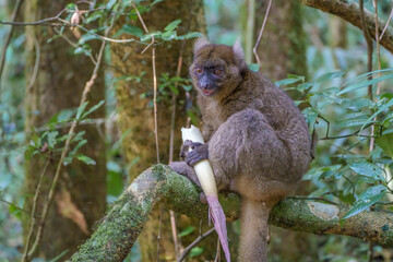 Greater bamboo lemur (Prolemur simus)