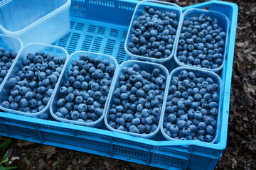Fresh blueberry background.
 Blueberry texture close up. Blueberry. Healthy eating concept
