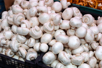 white champignons in a large plastic box at the market. Collection, harvest of mushrooms. Trade in fresh products wholesale and retail. Close-up