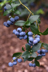 Fresh ripe organic blueberries on the bush. Garden blueberries are a tasty, healthy berry. Blueberry harvest in the garden.