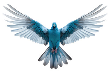 PNG Animal flying bird blue.