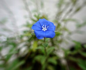 Closeup of a shaggy dwarf morning-glory flower growing in a garden