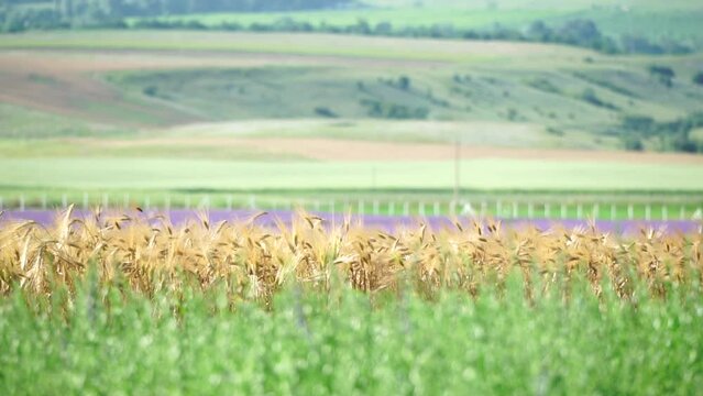 Tarragon. Lush tarragon field with rows of green herbs, herb cultivation, agricultural landscape, culinary ingredients, aromatic herbs. Organic agriculture harvesting agribusiness concept. Slow motion