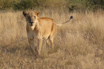 Afrikanischer Löwe / African lion / Panthera leo.