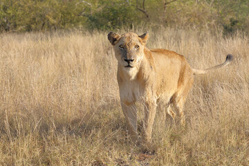 Afrikanischer Löwe / African lion / Panthera leo.