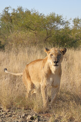 Naklejka na ściany i meble Afrikanischer Löwe / African lion / Panthera leo.