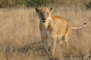 Afrikanischer Löwe / African lion / Panthera leo.