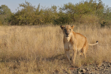 Afrikanischer Löwe / African lion / Panthera leo.