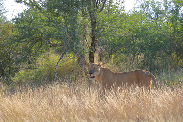 Afrikanischer Löwe / African lion / Panthera leo.