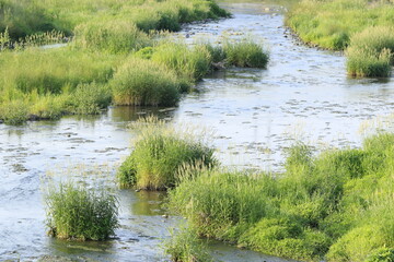 草が沢山生えている夕方の川